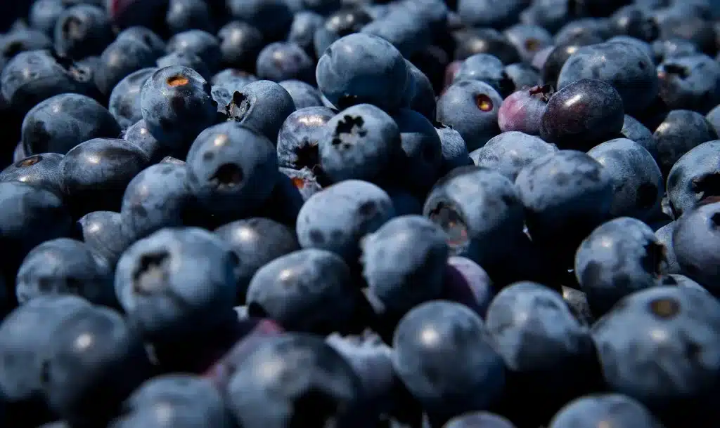 Publix Blueberry Recall Escalates to FDA’s Highest Danger Rating affected product company or official consumer notice